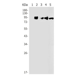 RPS6KA1 (phospho-Thr359/Ser363) rabbit monoclonal antibody