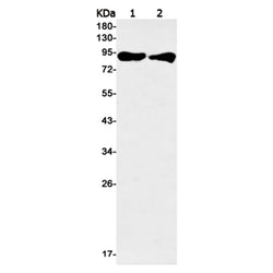 RPS6KA2 rabbit monoclonal antibody