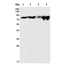 RPS6KA3 (phospho-Ser227) rabbit monoclonal antibody