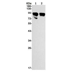 RPS6KA5 (phospho-Ser360) rabbit monoclonal antibody