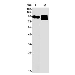 RPS6KA5 (phospho-Ser376) rabbit monoclonal antibody