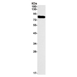 RPS6KA6 (phospho-Ser232) rabbit monoclonal antibody