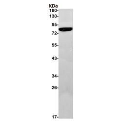 RRAS rabbit monoclonal antibody