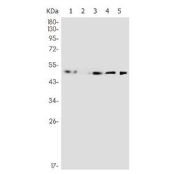 RTN4RL1 rabbit monoclonal antibody