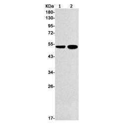 RXRA rabbit monoclonal antibody