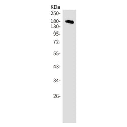 SAMD9 rabbit monoclonal antibody