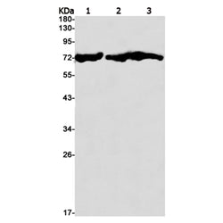 SDHA rabbit monoclonal antibody