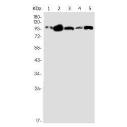 SEC24D rabbit monoclonal antibody