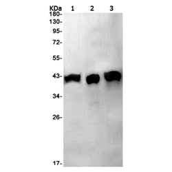 SEC61A2 rabbit monoclonal antibody