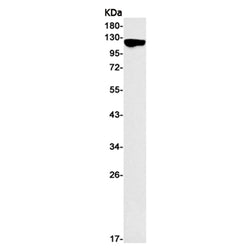 SEMA4D rabbit monoclonal antibody