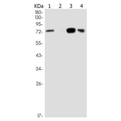 SEMA7A rabbit monoclonal antibody
