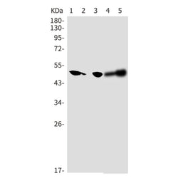 SEPTIN7 rabbit monoclonal antibody