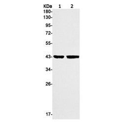 SERPINE1 rabbit monoclonal antibody