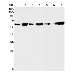 SF3A3 rabbit monoclonal antibody