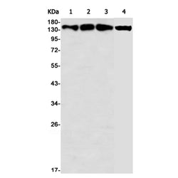 SF3B1 rabbit monoclonal antibody