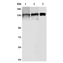 SF3B3 rabbit monoclonal antibody