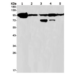 SFPQ rabbit monoclonal antibody