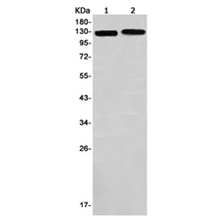 SGSM1 rabbit monoclonal antibody