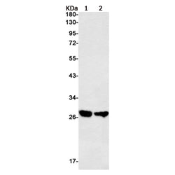 SIRT3 rabbit monoclonal antibody