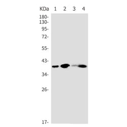 SIRT6 rabbit monoclonal antibody