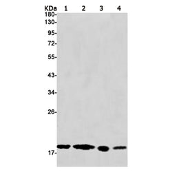 SKP1 rabbit monoclonal antibody