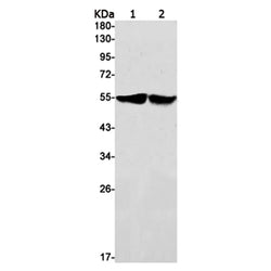 SLC16A1 rabbit monoclonal antibody