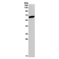SLC29A2 rabbit monoclonal antibody