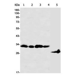 SLC31A1 rabbit monoclonal antibody