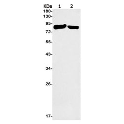 SLC6A5 rabbit monoclonal antibody