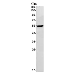 SLC7A11 rabbit monoclonal antibody
