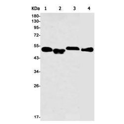 SMAD2 rabbit monoclonal antibody