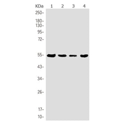 SMAD3 (phospho-Ser423/425) rabbit monoclonal antibody