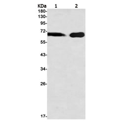 SMAD4 rabbit monoclonal antibody