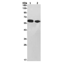 SMAD5 rabbit monoclonal antibody