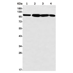SMARCA5 rabbit monoclonal antibody