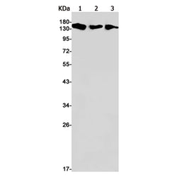 SMARCC1 rabbit monoclonal antibody