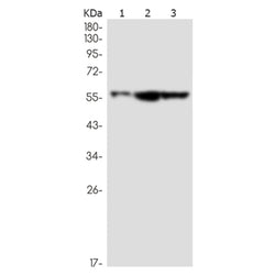 SMARCD1 rabbit monoclonal antibody
