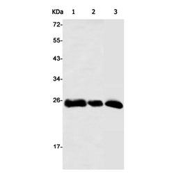 SNAP25 rabbit monoclonal antibody