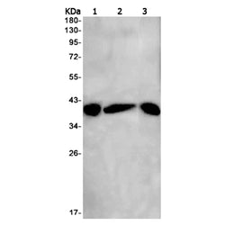 SNAP29 rabbit monoclonal antibody