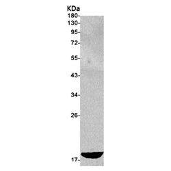 SNCA rabbit monoclonal antibody