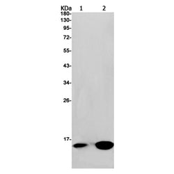 SNRPD3 rabbit monoclonal antibody