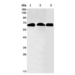 SNX9 rabbit monoclonal antibody