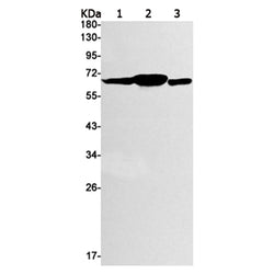 SOX10 rabbit monoclonal antibody