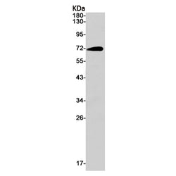 SOX9 rabbit monoclonal antibody