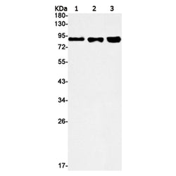 SP1 rabbit monoclonal antibody