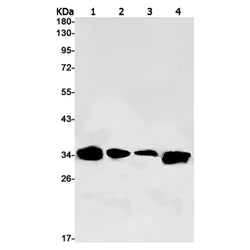 SPON2 rabbit monoclonal antibody