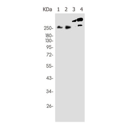 SPTAN1 rabbit monoclonal antibody