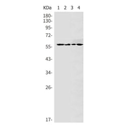 SRC rabbit monoclonal antibody