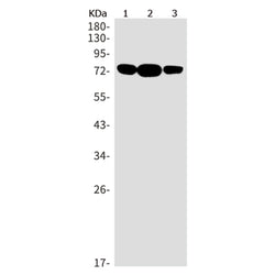 SRP72 rabbit monoclonal antibody