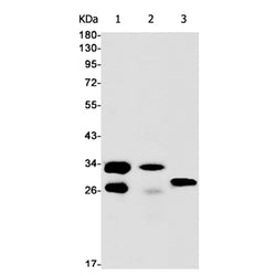 SRSF1 rabbit monoclonal antibody